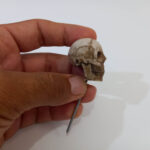 جمجمه - تصویر 3