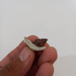 حلزون - تصویر 4