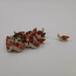 حلزون - تصویر 6