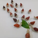 حلزون - تصویر 3