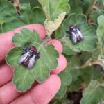 خرمگس - تصویر 2