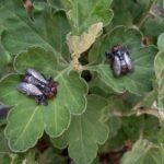 خرمگس - تصویر 3