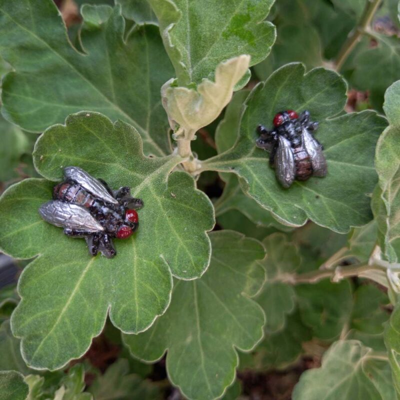 خرمگس - تصویر 3