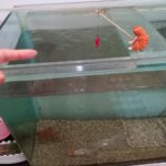 گربه ماهیگیر - تصویر 19