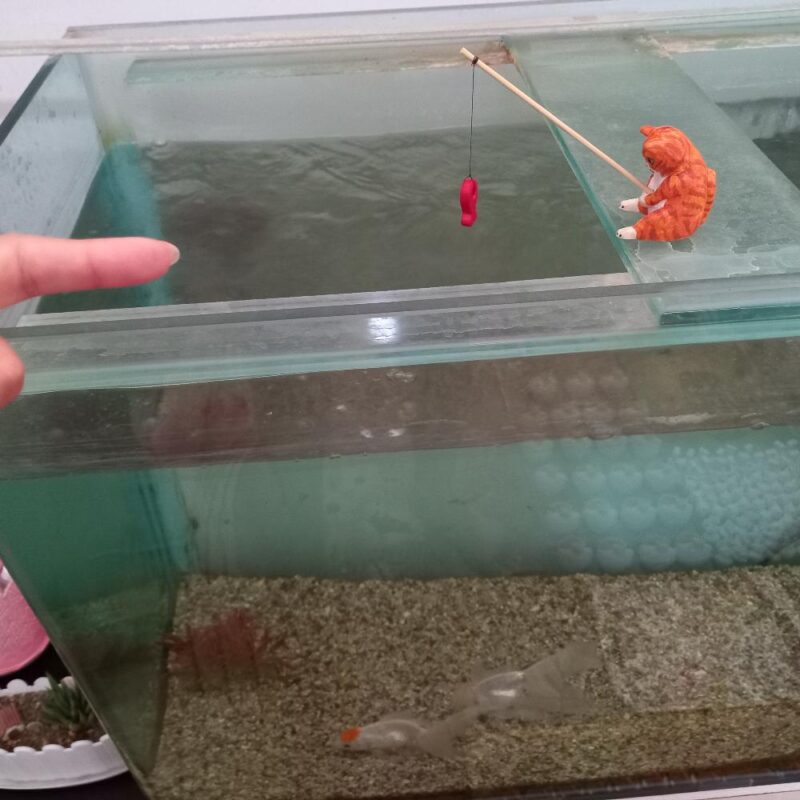 گربه ماهیگیر - تصویر 19