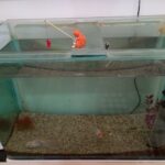 گربه ماهیگیر - تصویر 2